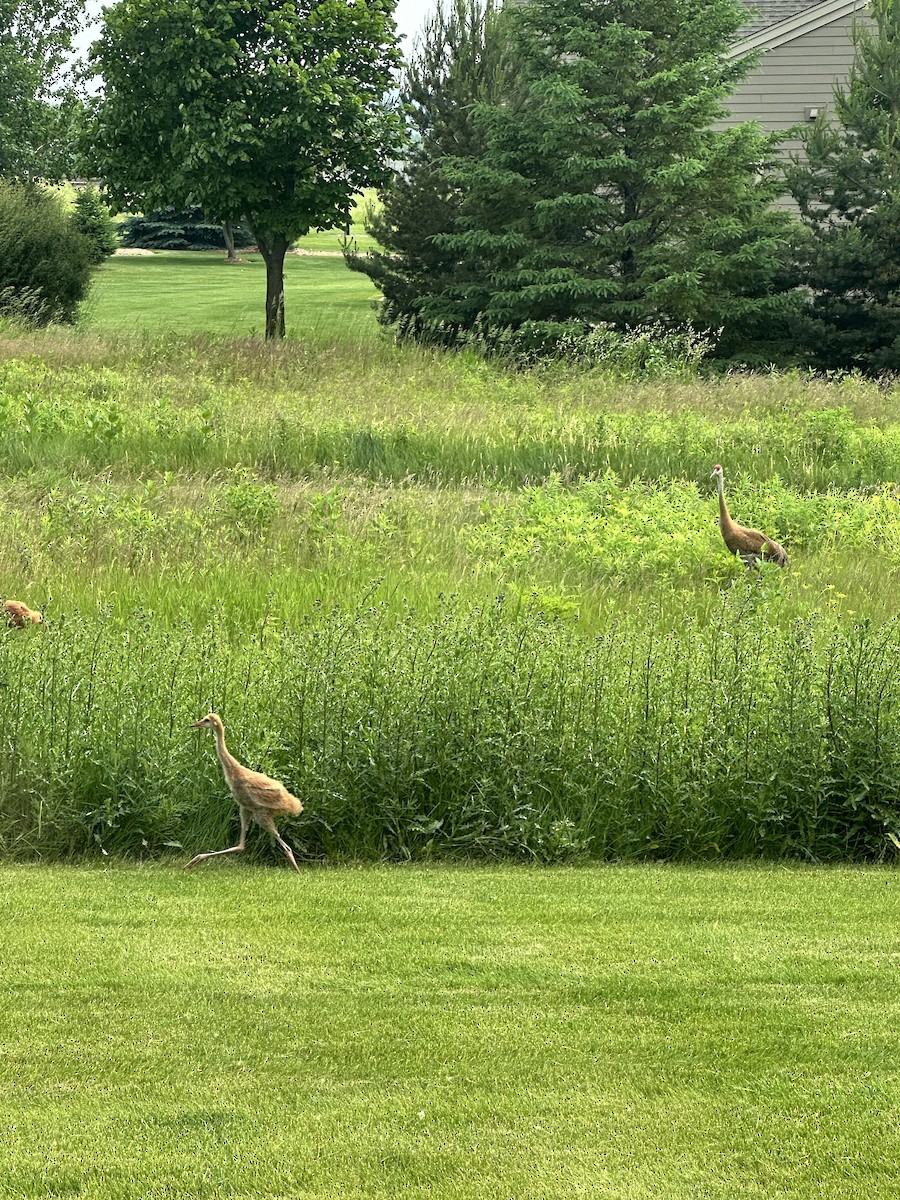 jeřáb kanadský - ML637639953