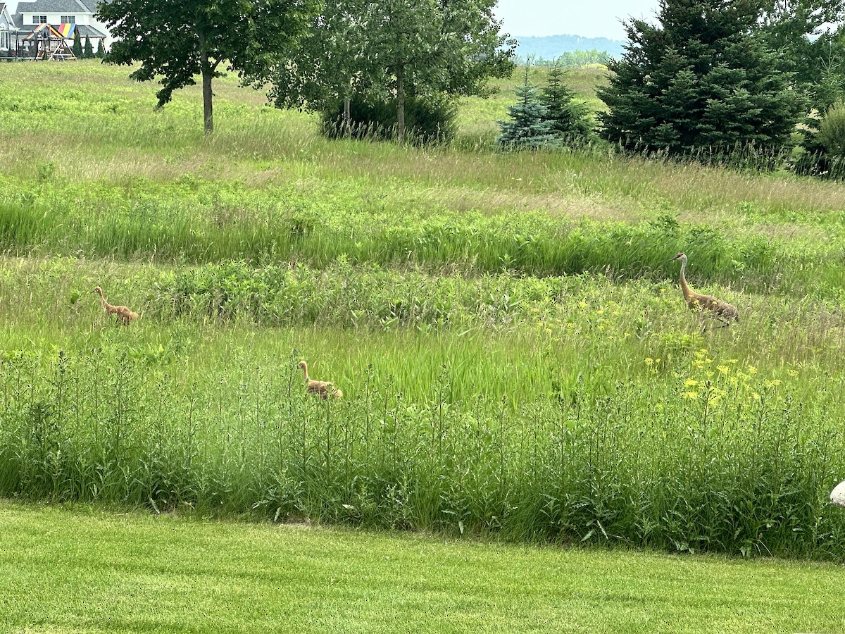 jeřáb kanadský - ML637639954