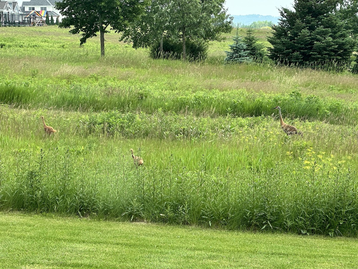 jeřáb kanadský - ML637639955