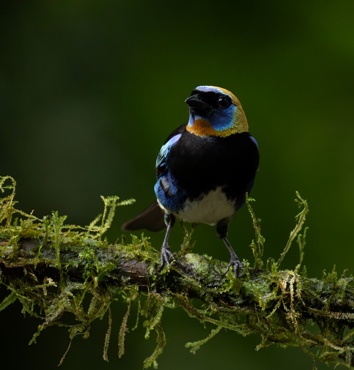 Golden-hooded Tanager - ML637639987