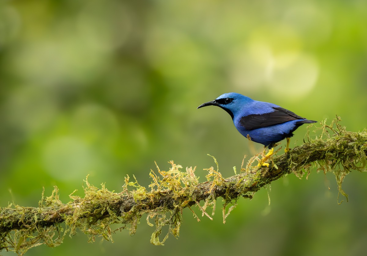 Shining Honeycreeper - ML637640020