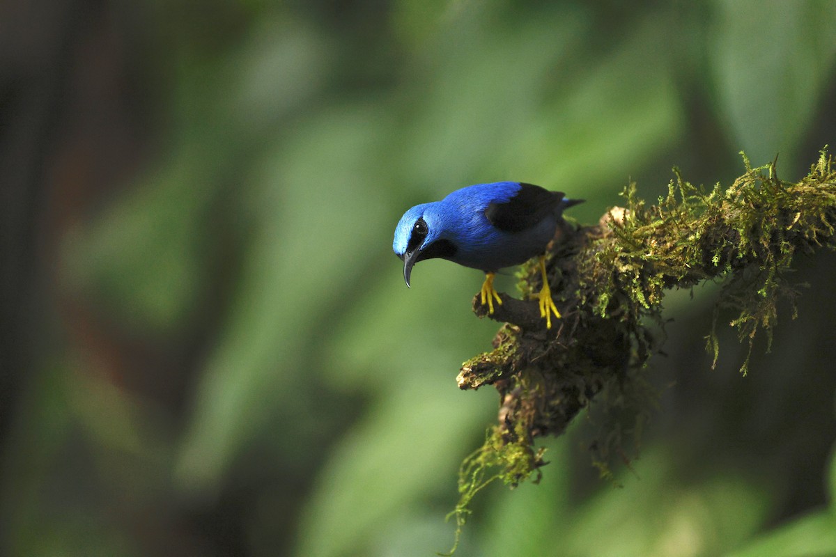 Shining Honeycreeper - ML637640021