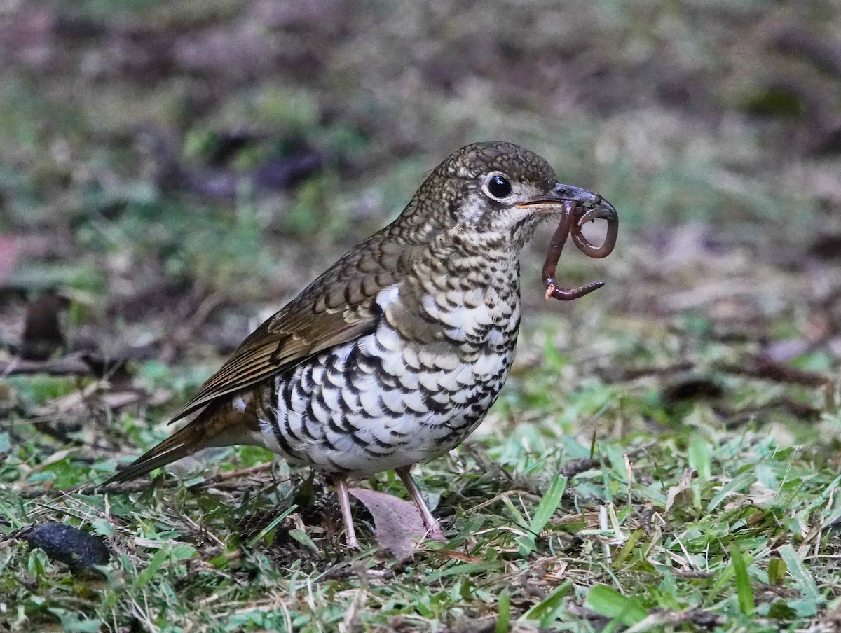 Russet-tailed Thrush - ML637640066