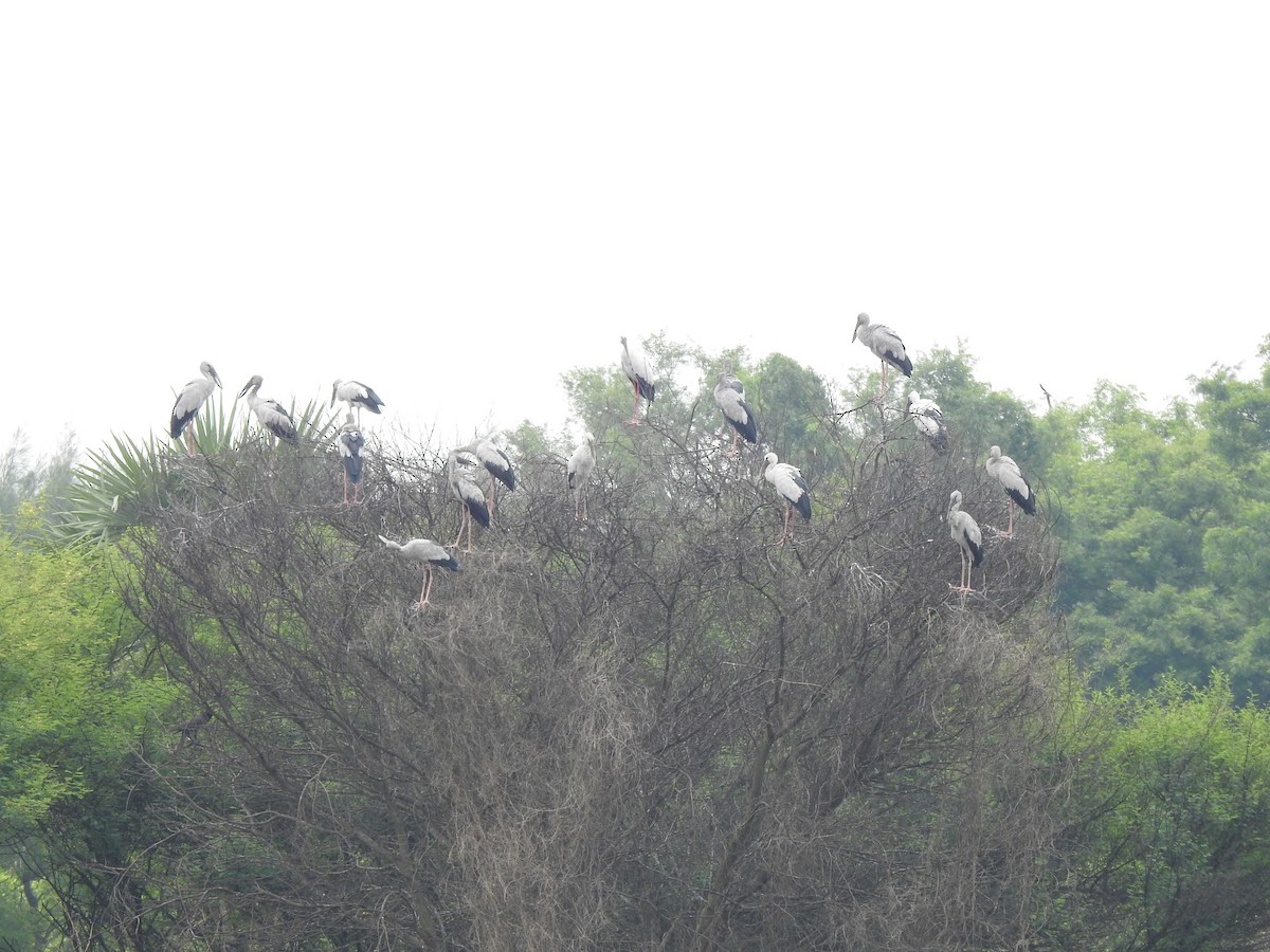 Asian Openbill - ML637640094