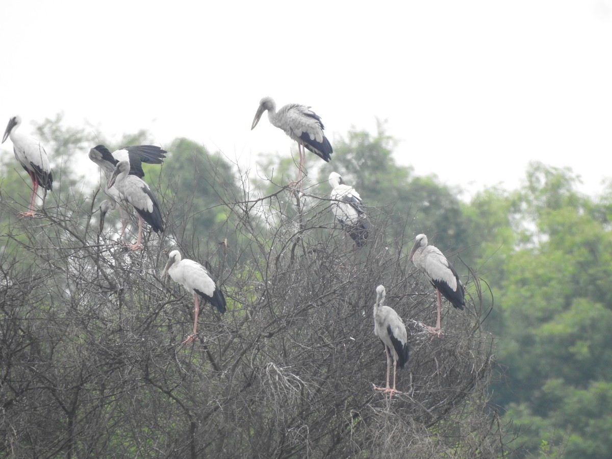 Asian Openbill - ML637640097