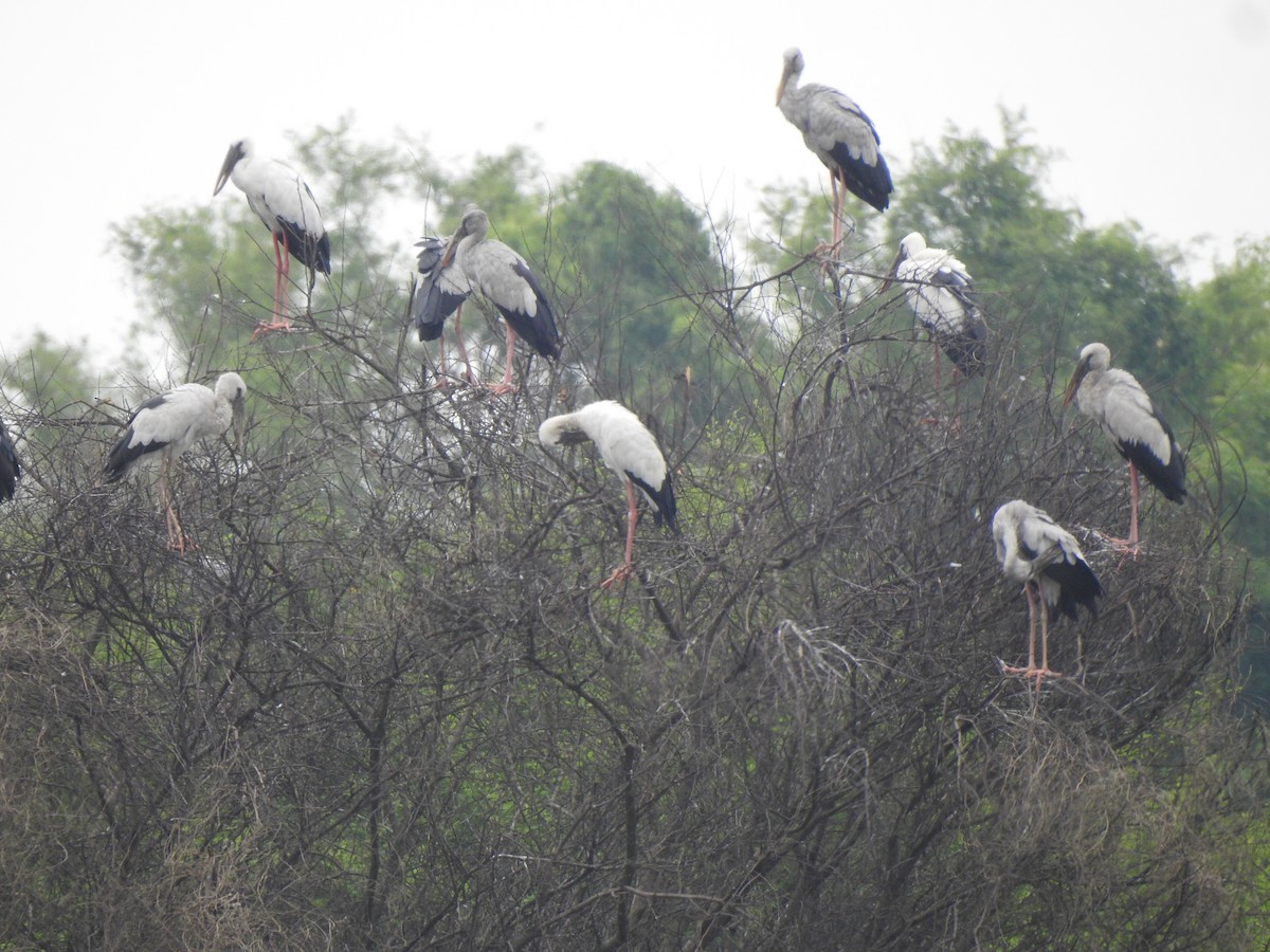 Asian Openbill - ML637640098