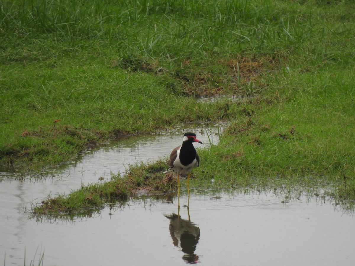 Red-wattled Lapwing - ML637640101