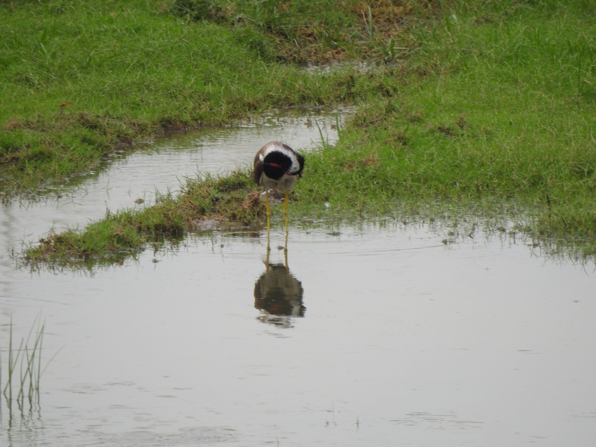 Red-wattled Lapwing - ML637640102