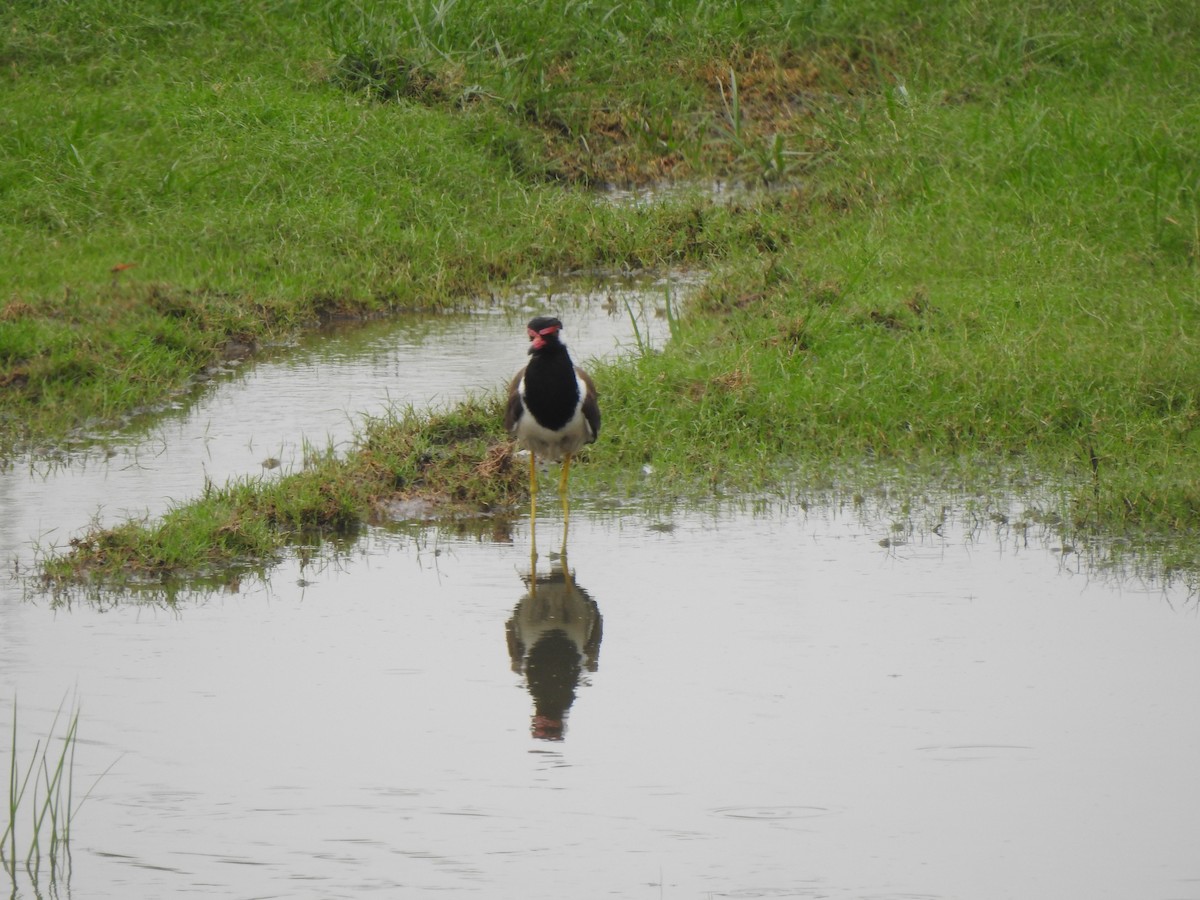 Red-wattled Lapwing - ML637640103