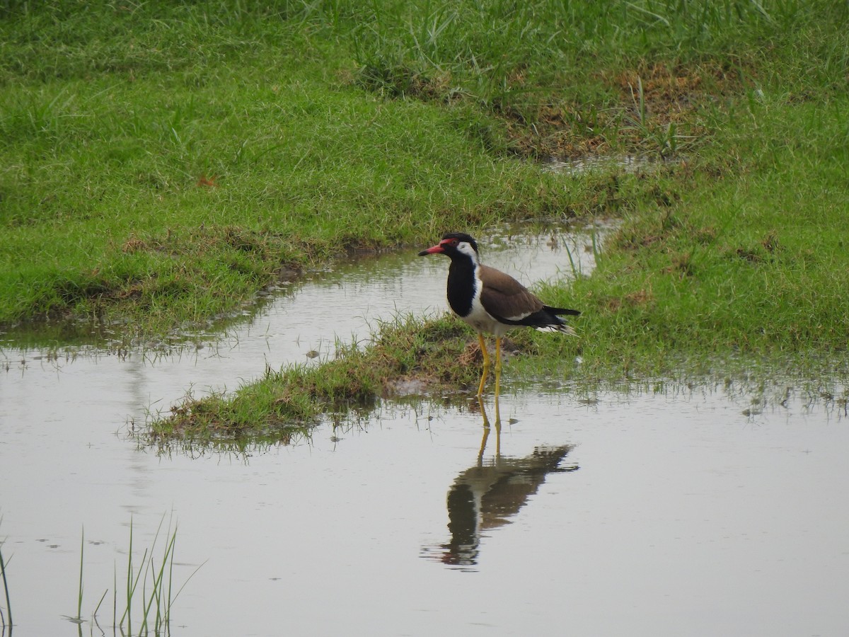 Red-wattled Lapwing - ML637640104
