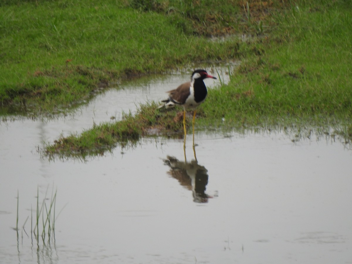 Red-wattled Lapwing - ML637640105