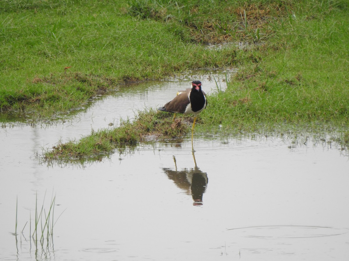 Red-wattled Lapwing - ML637640106
