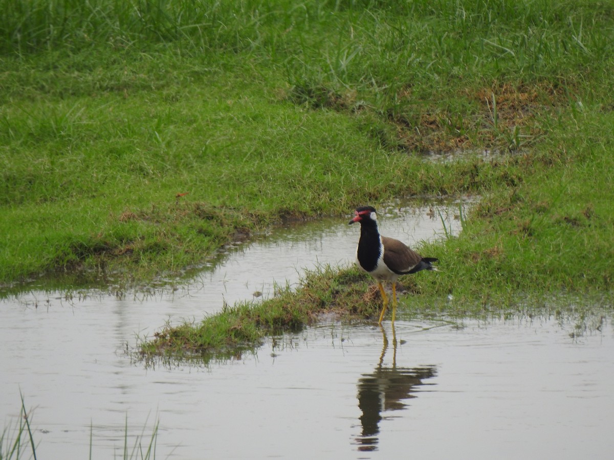 Red-wattled Lapwing - ML637640107