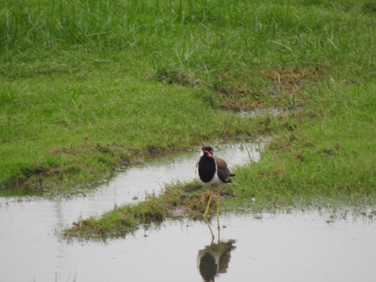 Red-wattled Lapwing - ML637640108