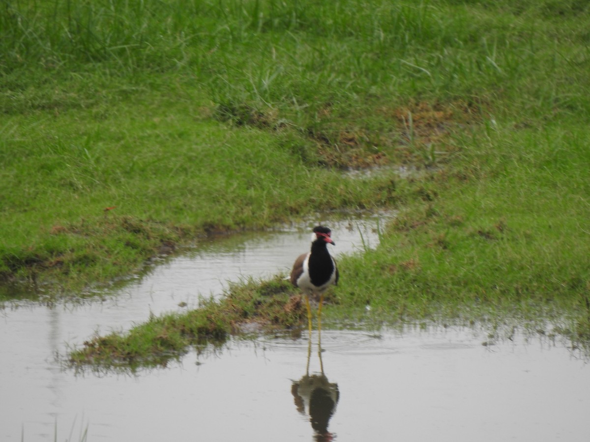 Red-wattled Lapwing - ML637640109