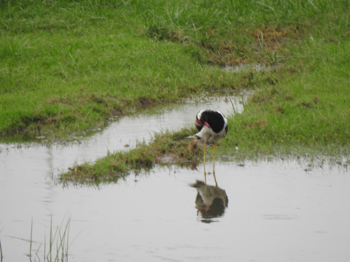 Red-wattled Lapwing - ML637640111