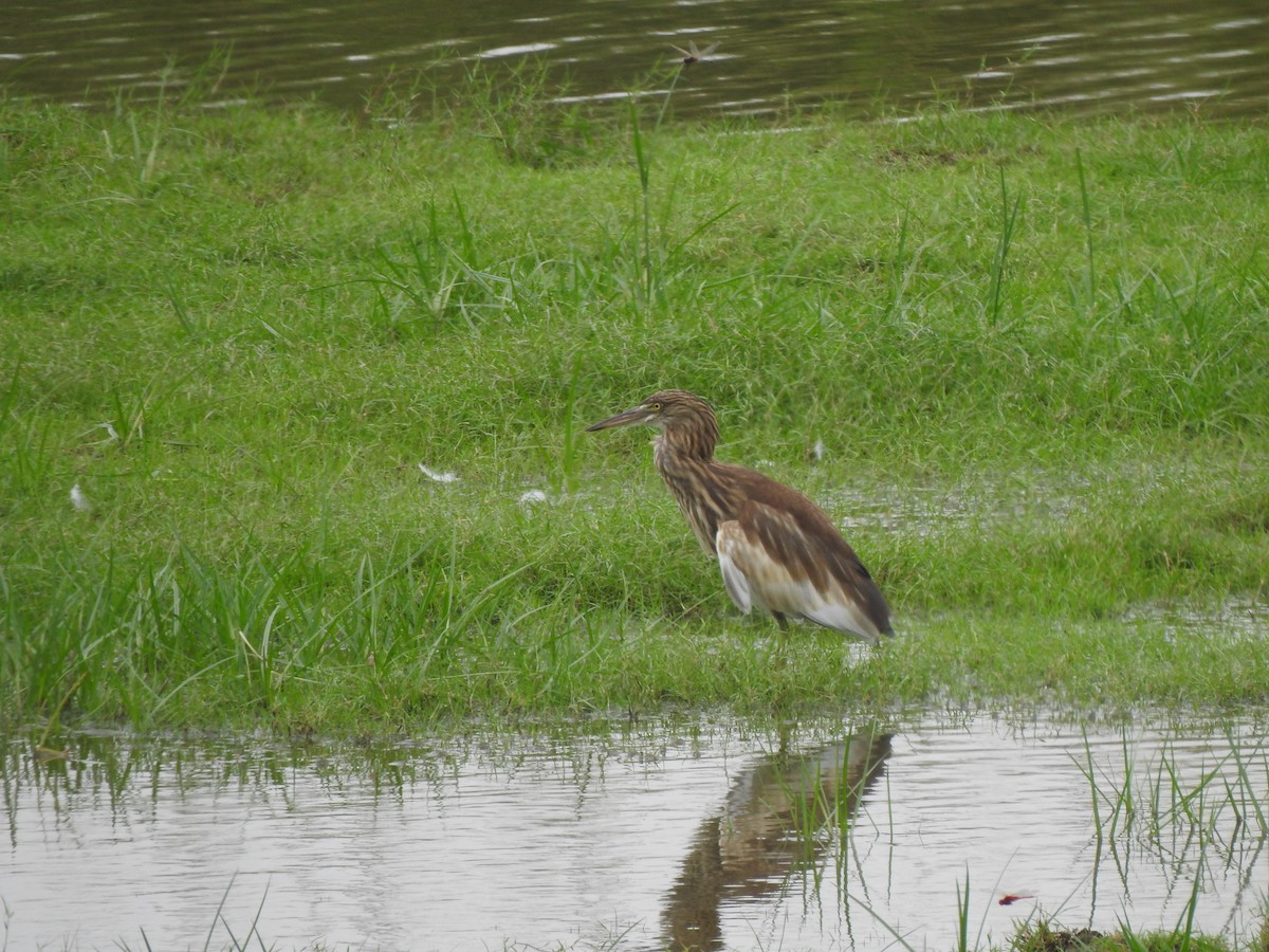Indian Pond-Heron - ML637640113