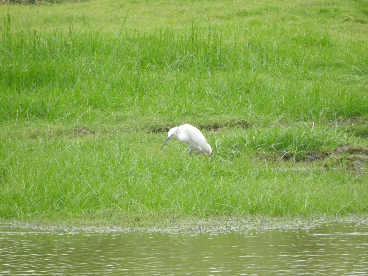 Little Egret - ML637640114