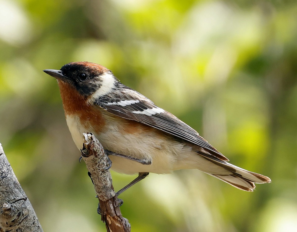 Braunkehl-Waldsänger - ML637640115