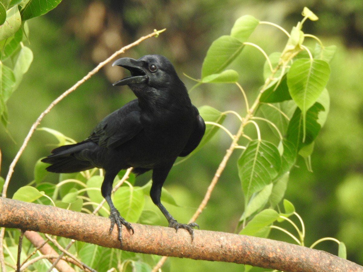 Large-billed Crow - ML637640117