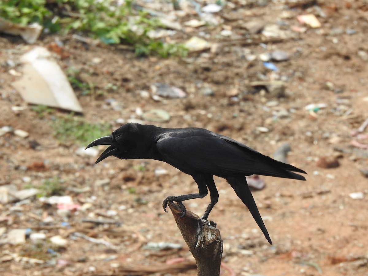 Large-billed Crow - ML637640118