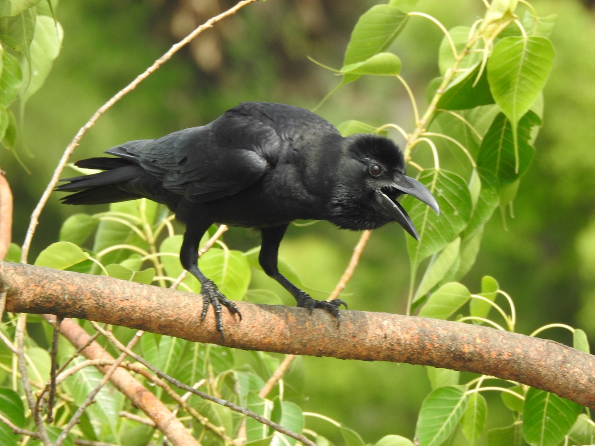 Large-billed Crow - ML637640119