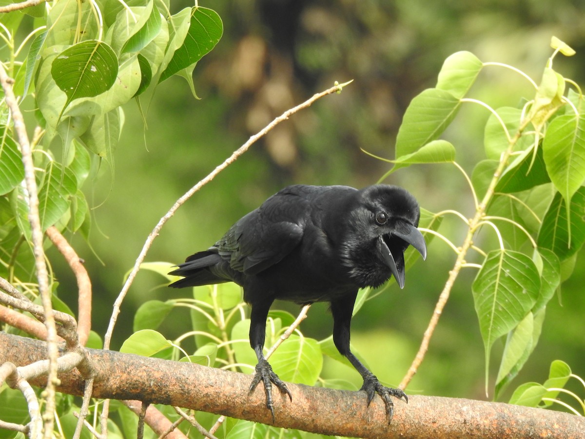 Large-billed Crow - ML637640122