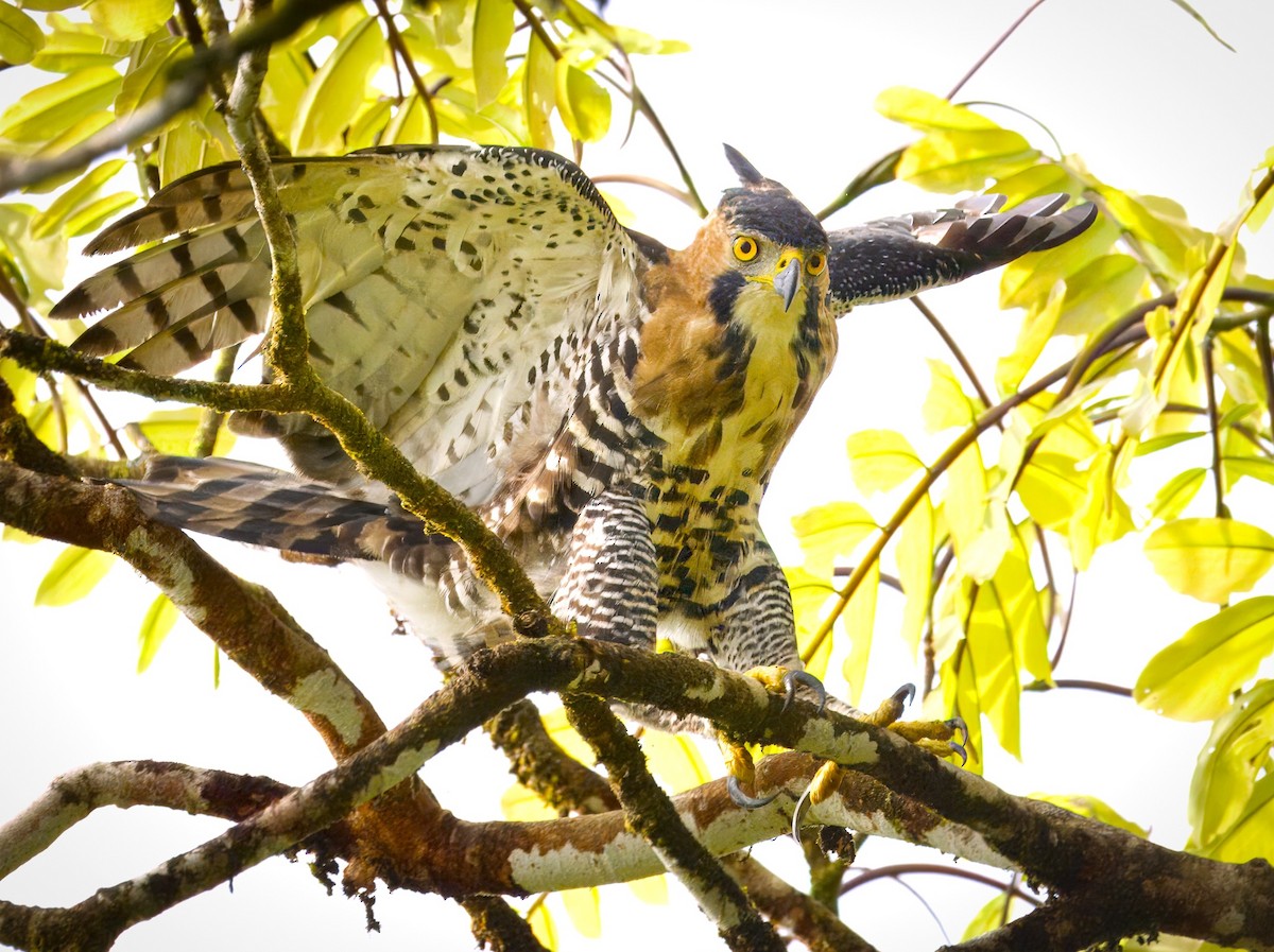 Ornate Hawk-Eagle - ML637640128