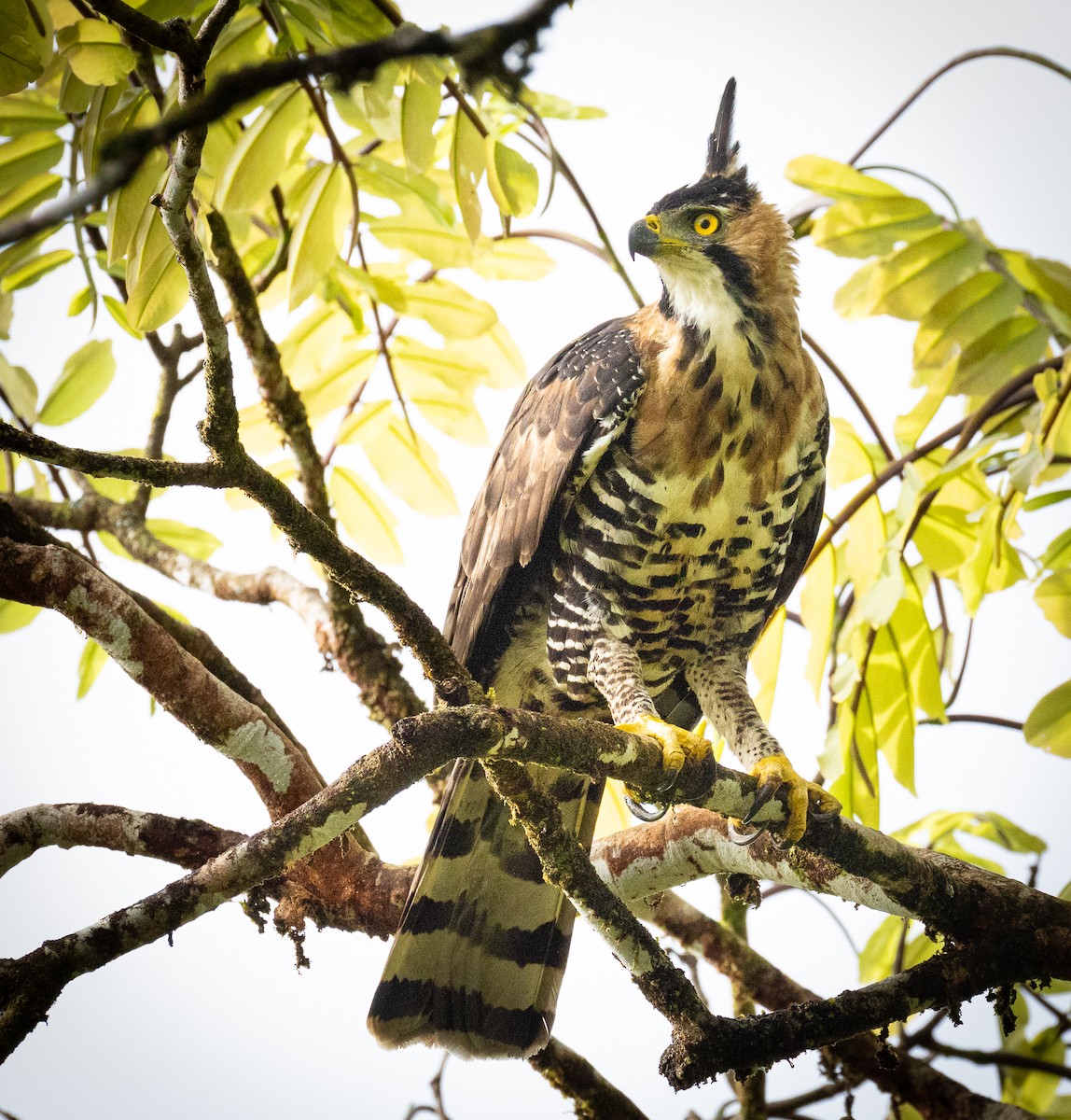Ornate Hawk-Eagle - ML637640129