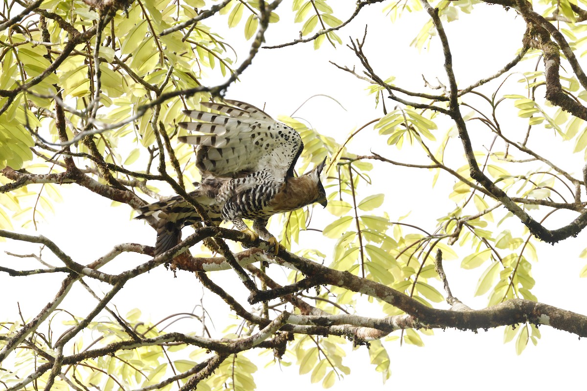 Ornate Hawk-Eagle - ML637640130