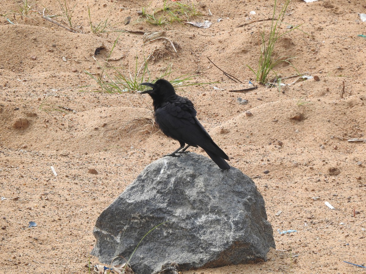 巨嘴鴉 - ML637640159