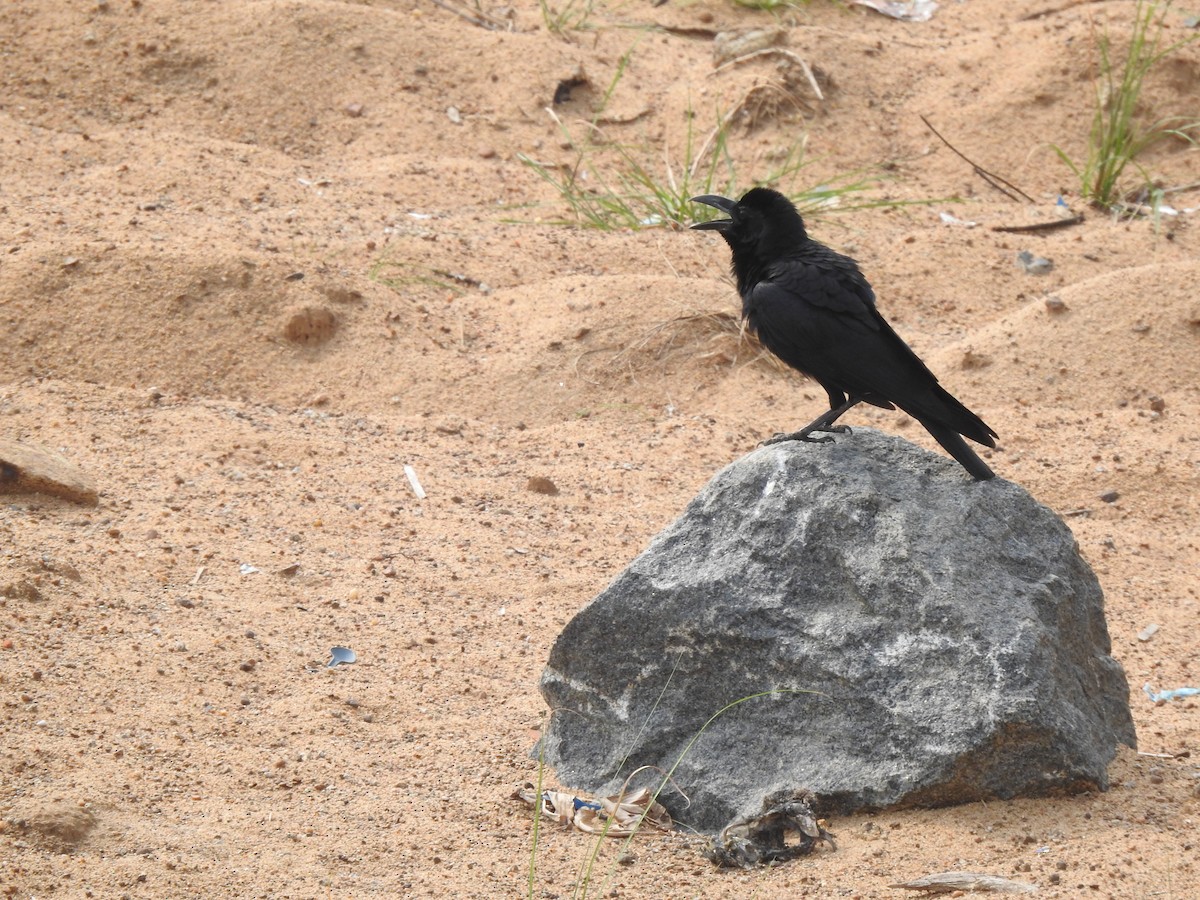 巨嘴鴉 - ML637640160