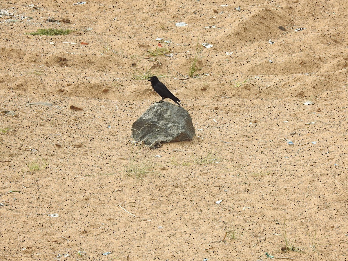 巨嘴鴉 - ML637640161