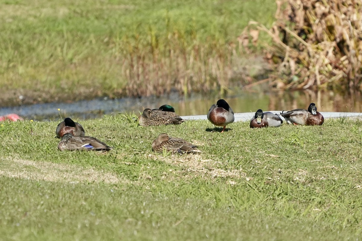 Mallard (Domestic type) - ML637640169