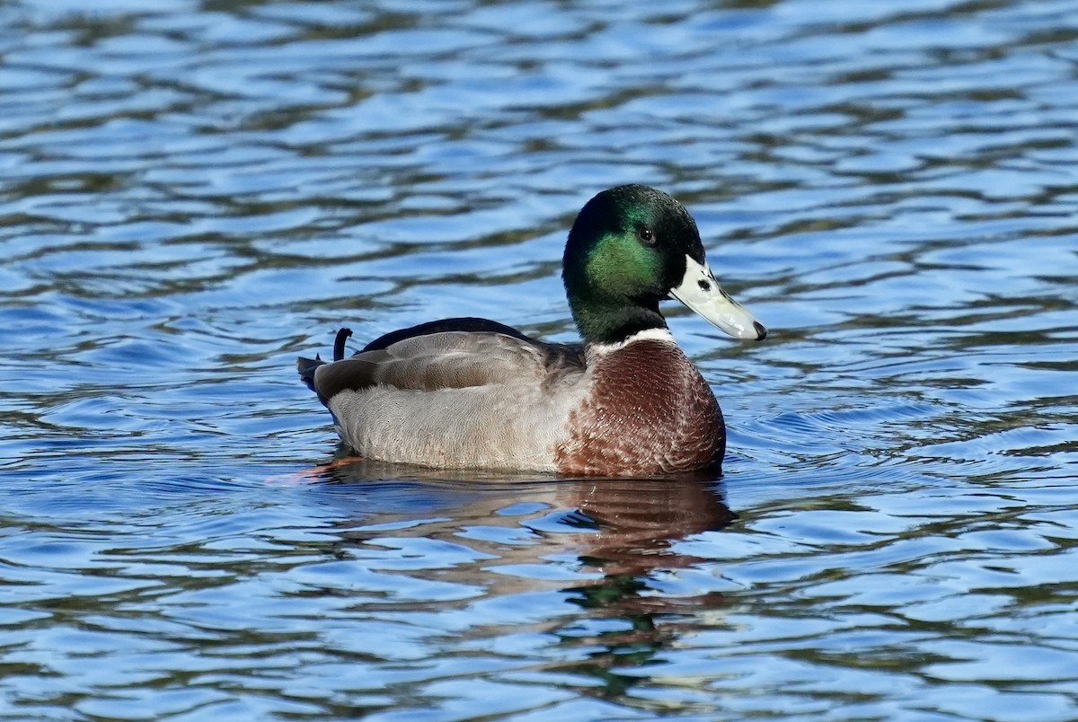 Mallard (Domestic type) - ML637640170