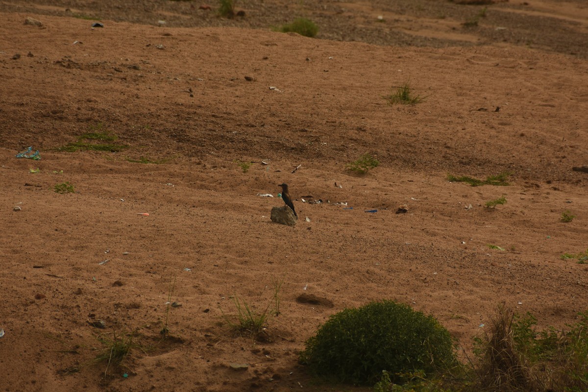 Indian Roller - ML637640173