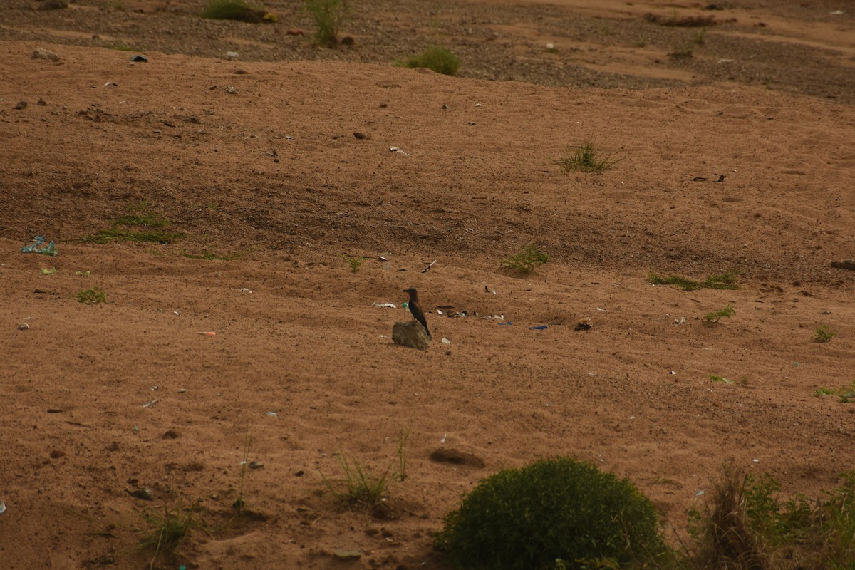 Indian Roller - ML637640174