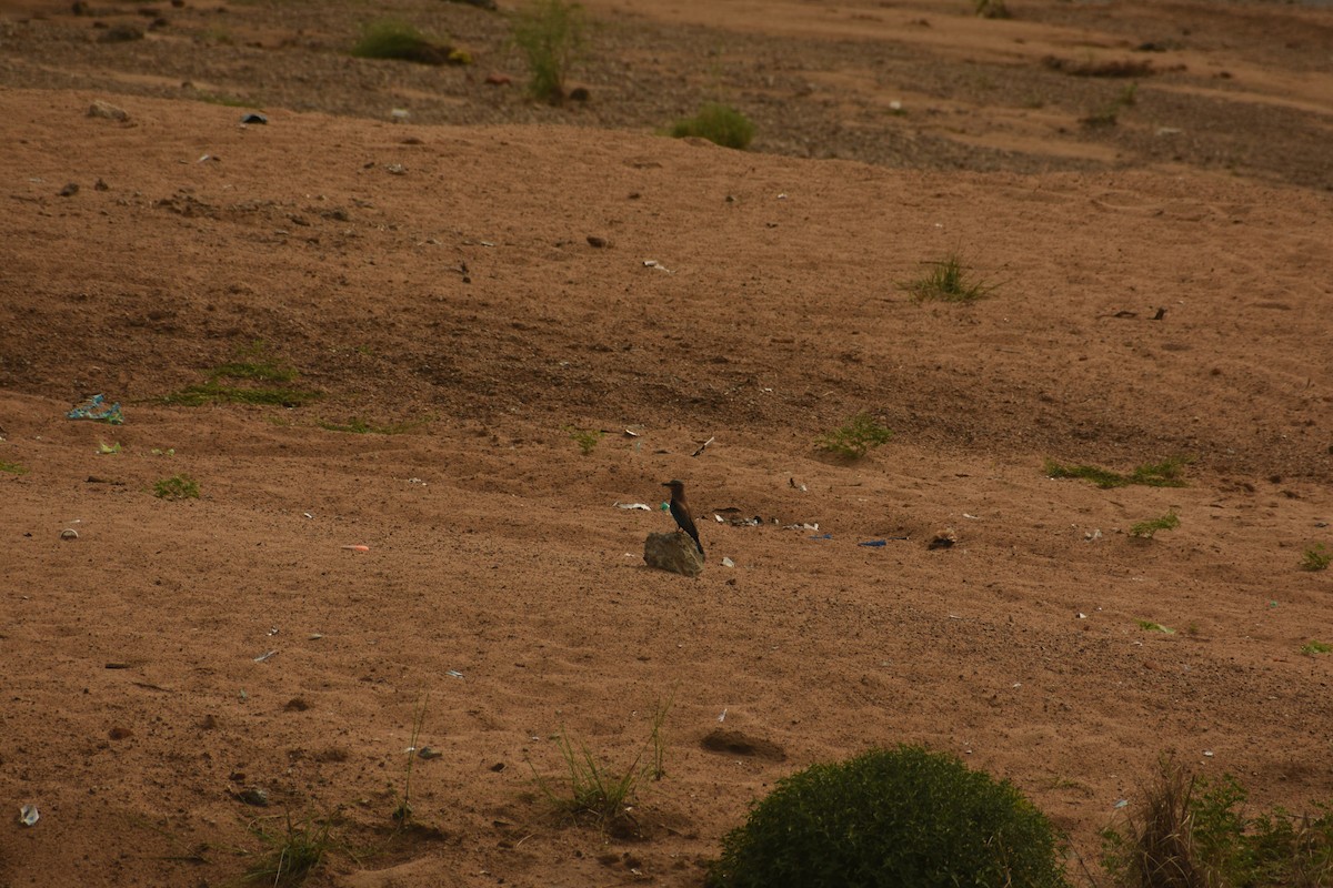 Indian Roller - ML637640176
