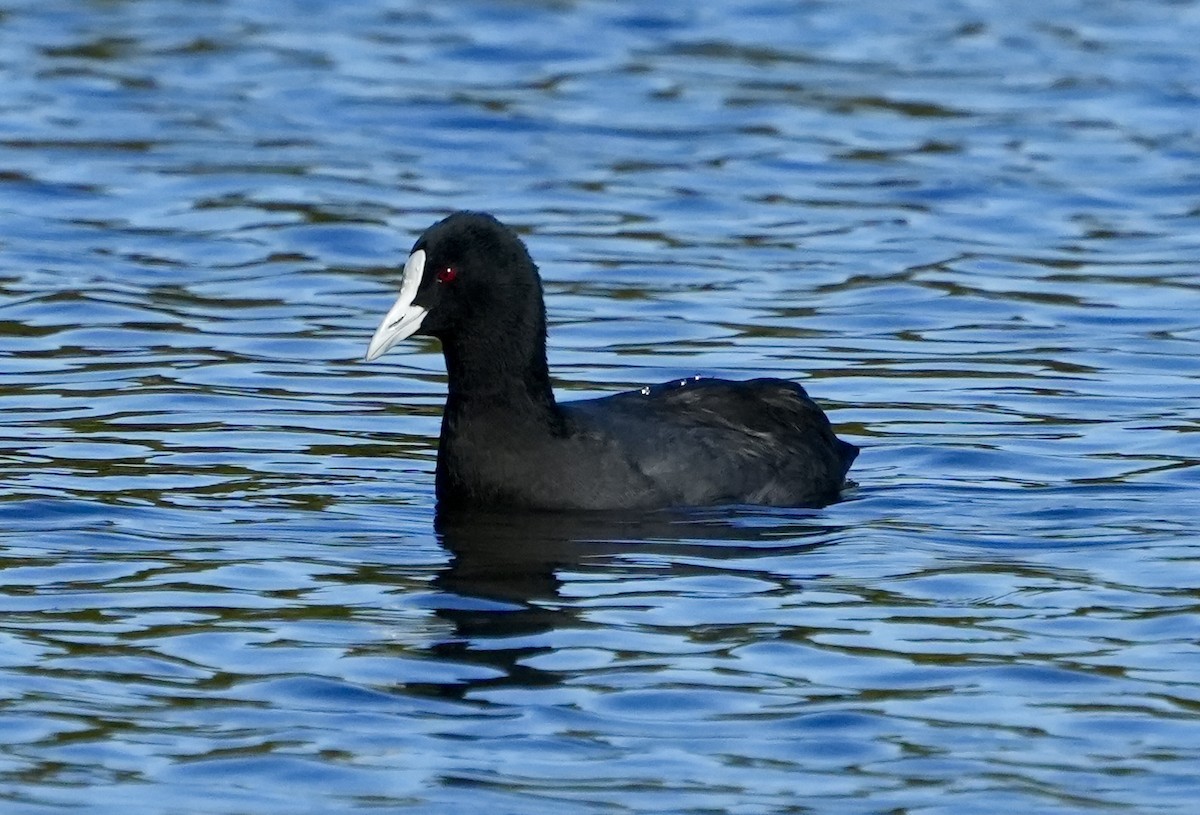 Eurasian Coot - ML637640177