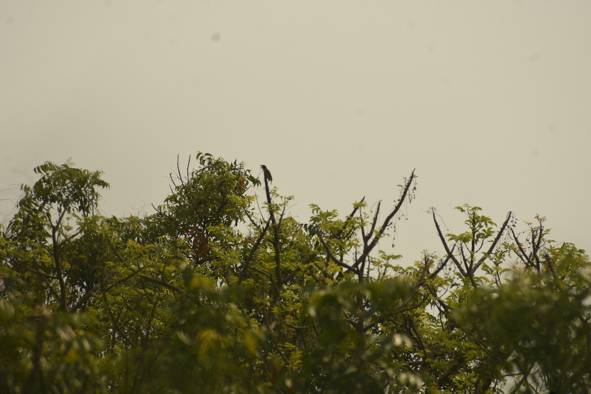 Coppersmith Barbet - ML637640178