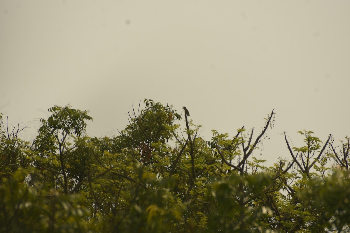 Coppersmith Barbet - ML637640179