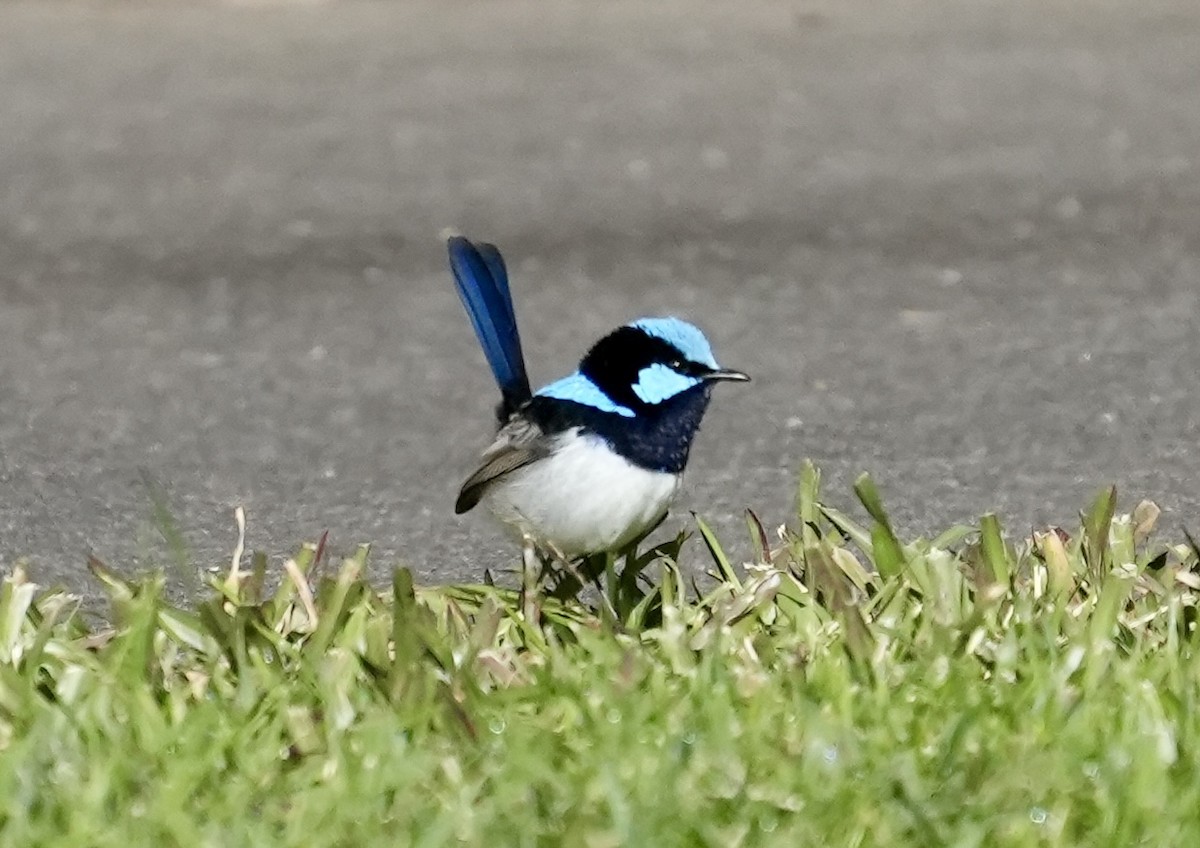Superb Fairywren - ML637640182