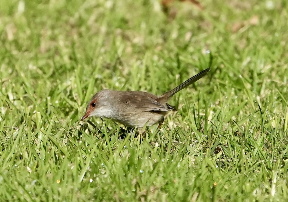 Superb Fairywren - ML637640184