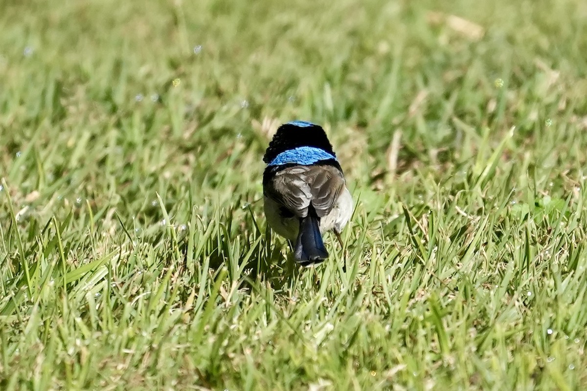 Superb Fairywren - ML637640185
