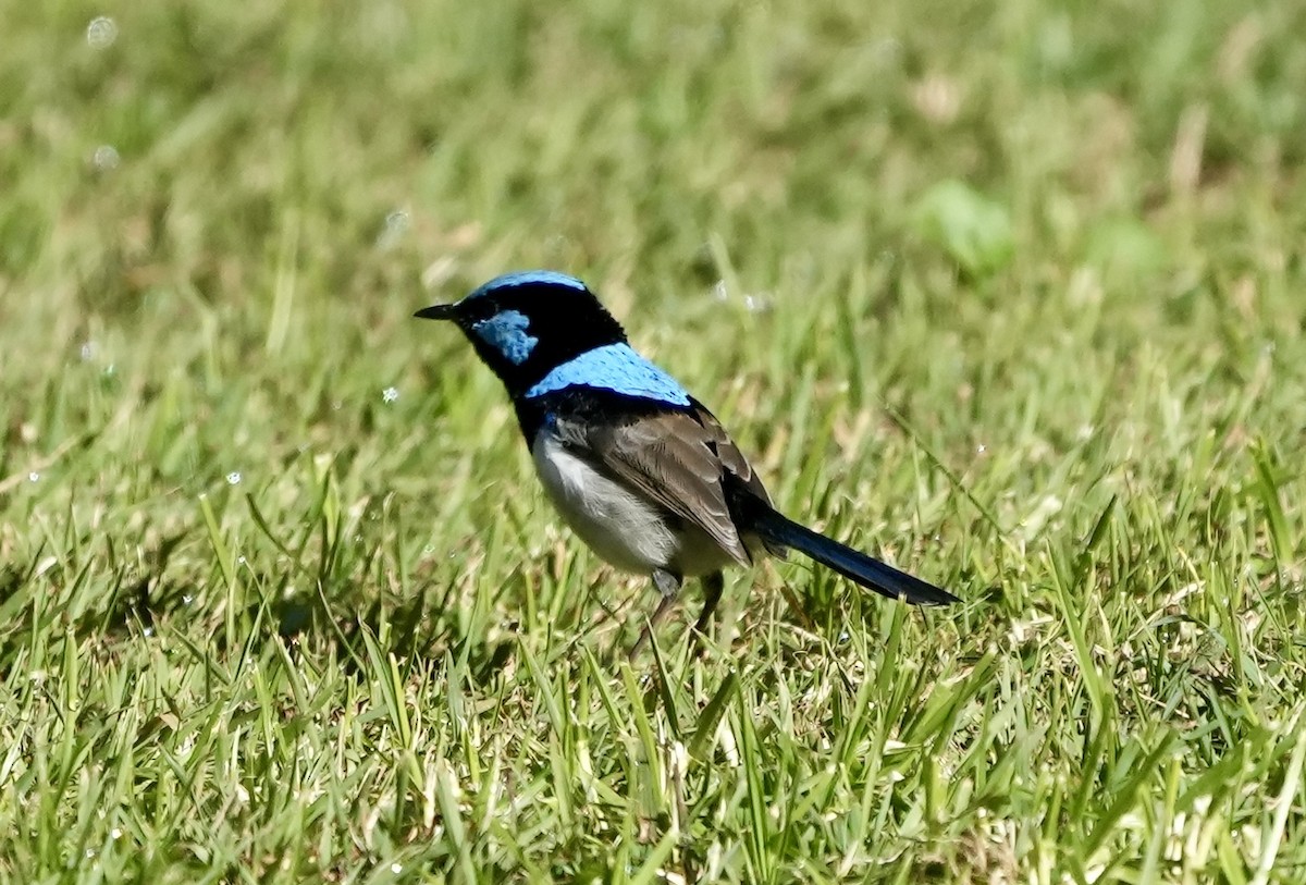 Superb Fairywren - ML637640186