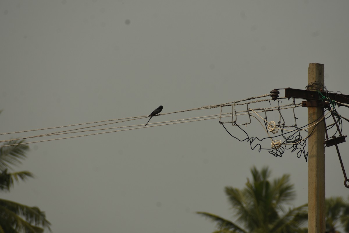 大卷尾 - ML637640187