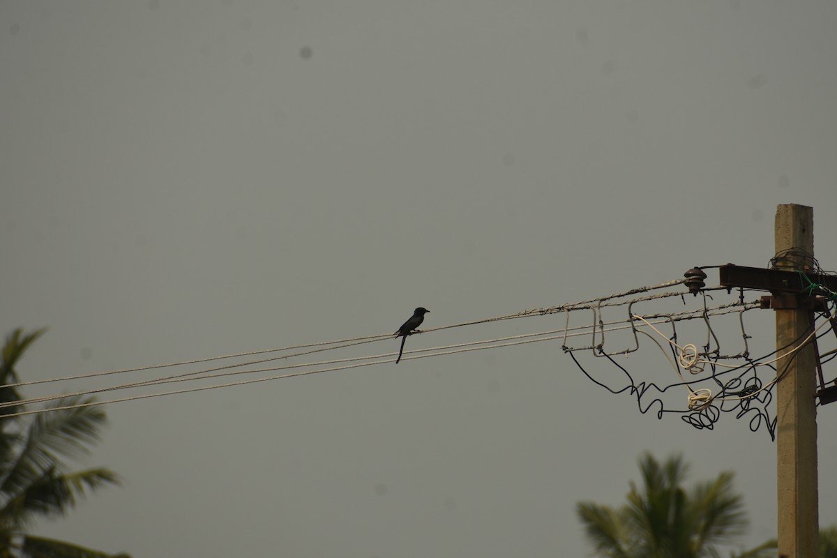 大卷尾 - ML637640188