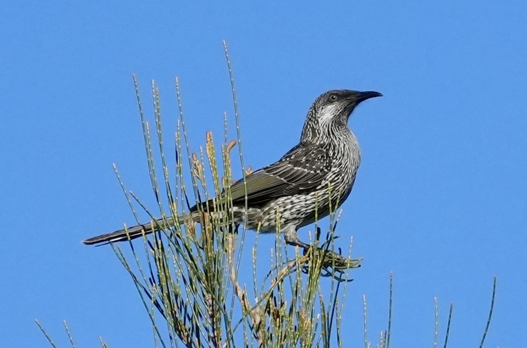 Little Wattlebird - ML637640193
