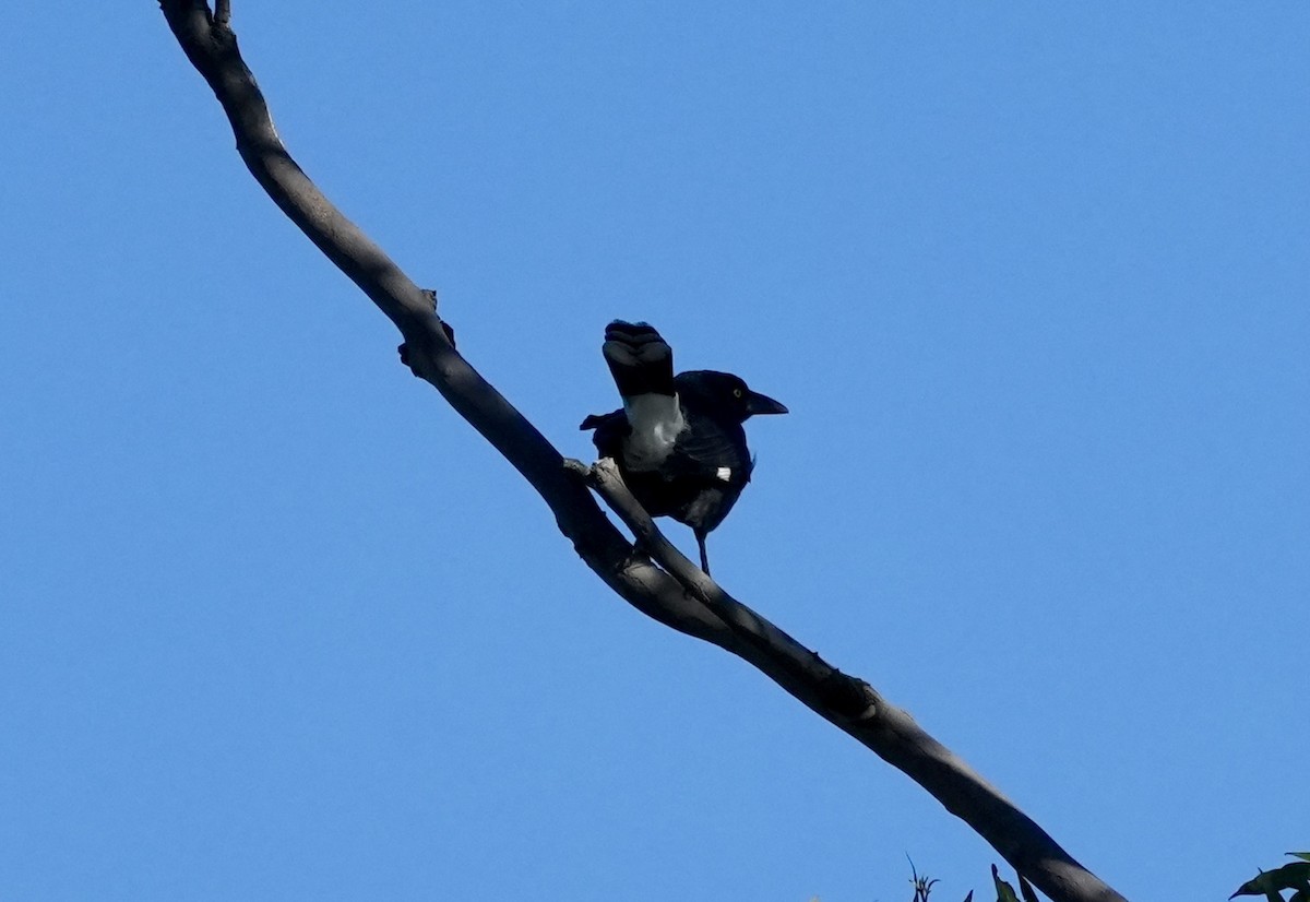 Pied Currawong - ML637640196