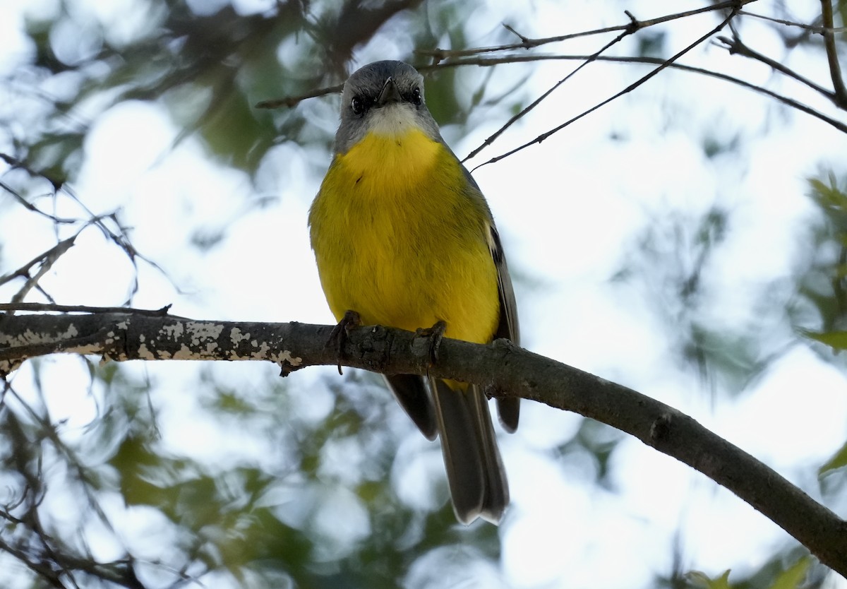 Eastern Yellow Robin - ML637640207